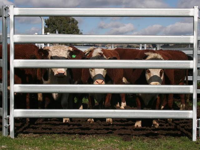 Oval rails cattle panel