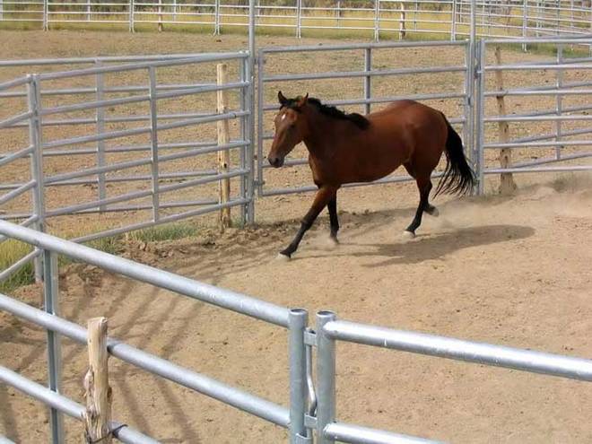 roomy horse panels