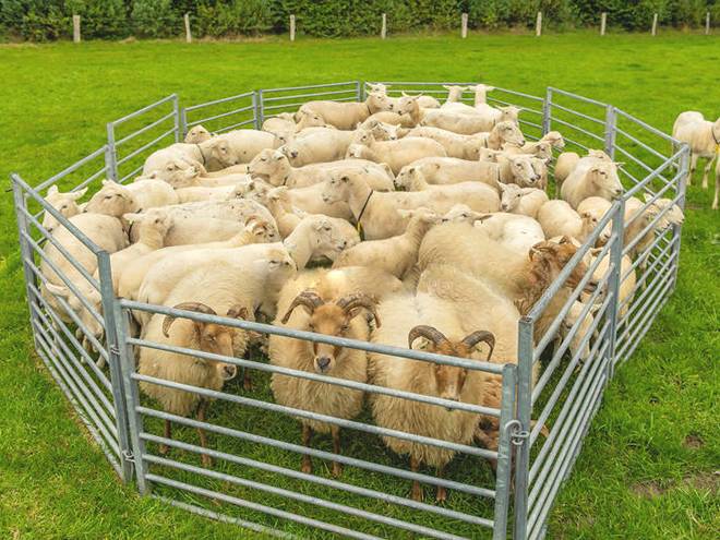 sheep panels