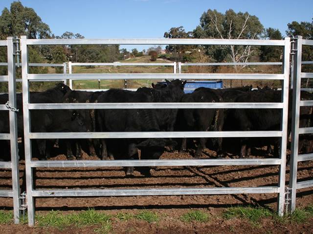 Square rail cattle panel