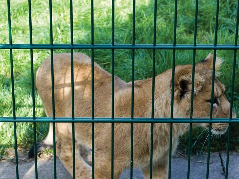 double wire mesh fence lion