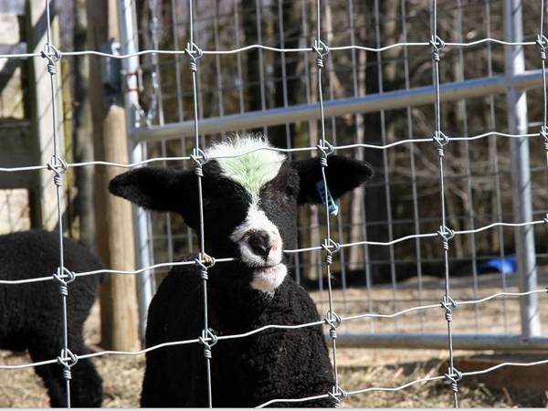 fixed knot cattle fence