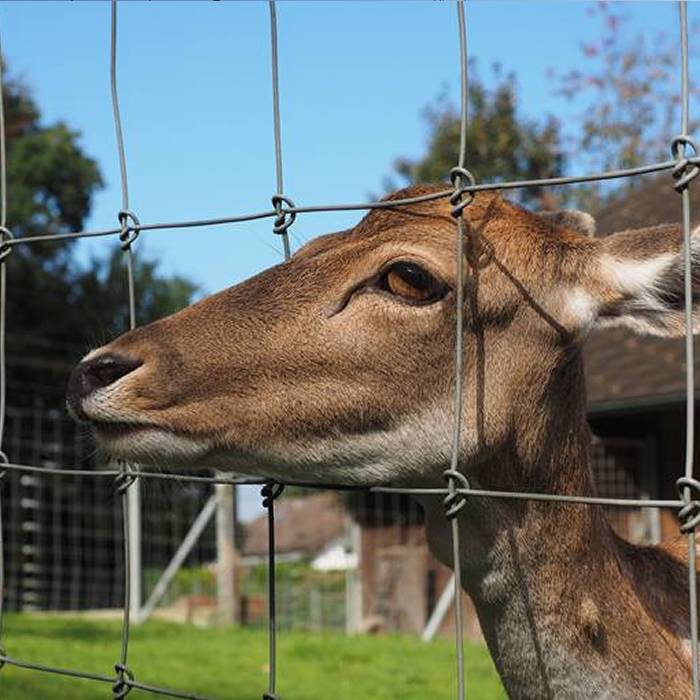 fixed knot fence for deer