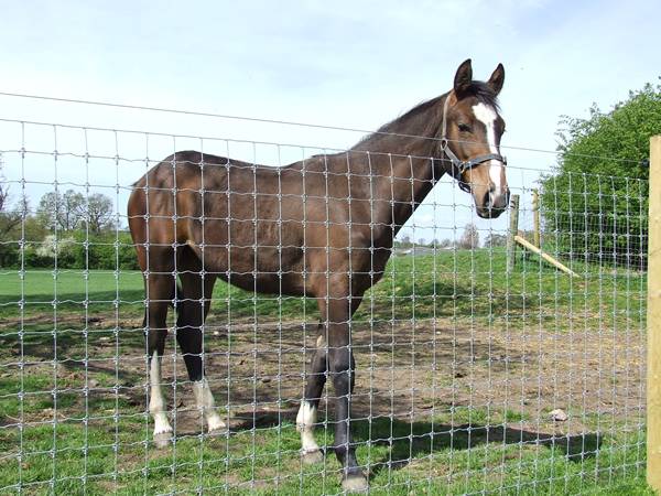 fixed knot horse fence