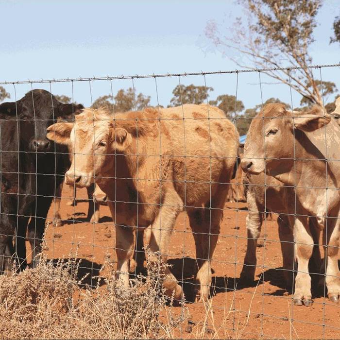 hinge joint knot fence for cattle