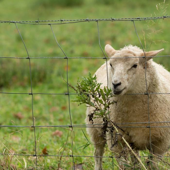 hinge joint knot fence for sheep